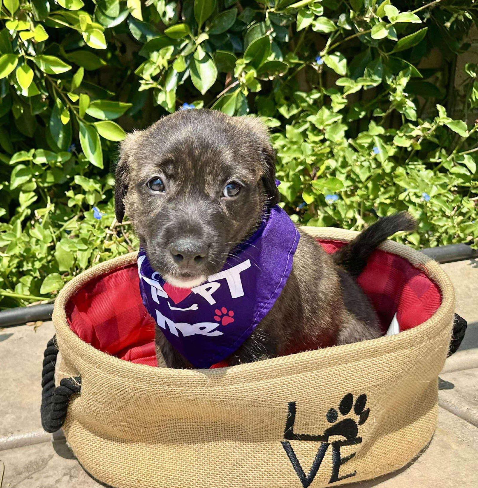 adoptable Dog in Orange, CA named Lilac