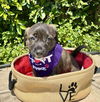 adoptable Dog in  named Lilac