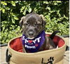 adoptable Dog in Orange, CA named Lilac