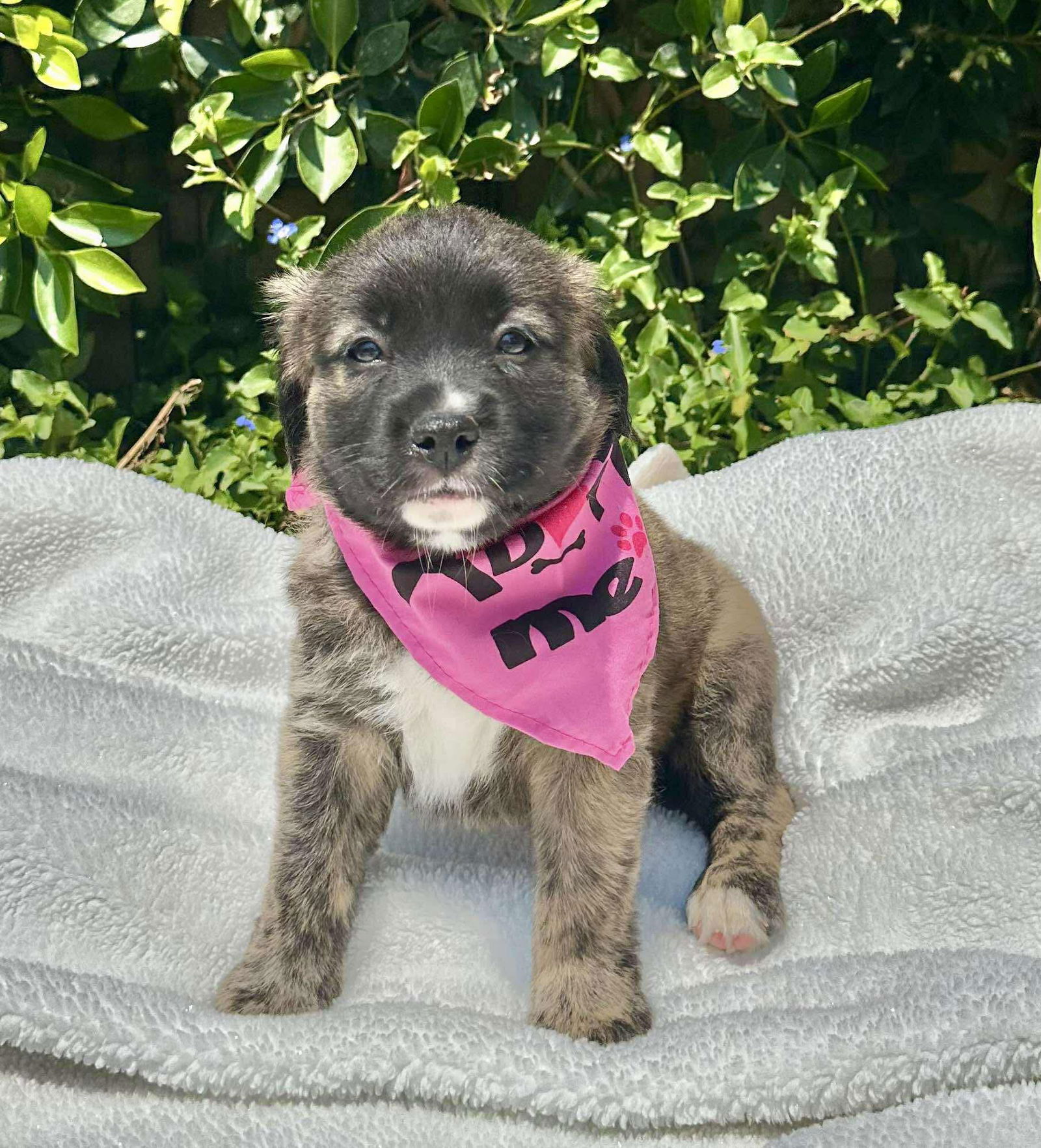 adoptable Dog in Orange, CA named Tulip