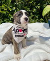 adoptable Dog in  named Lily