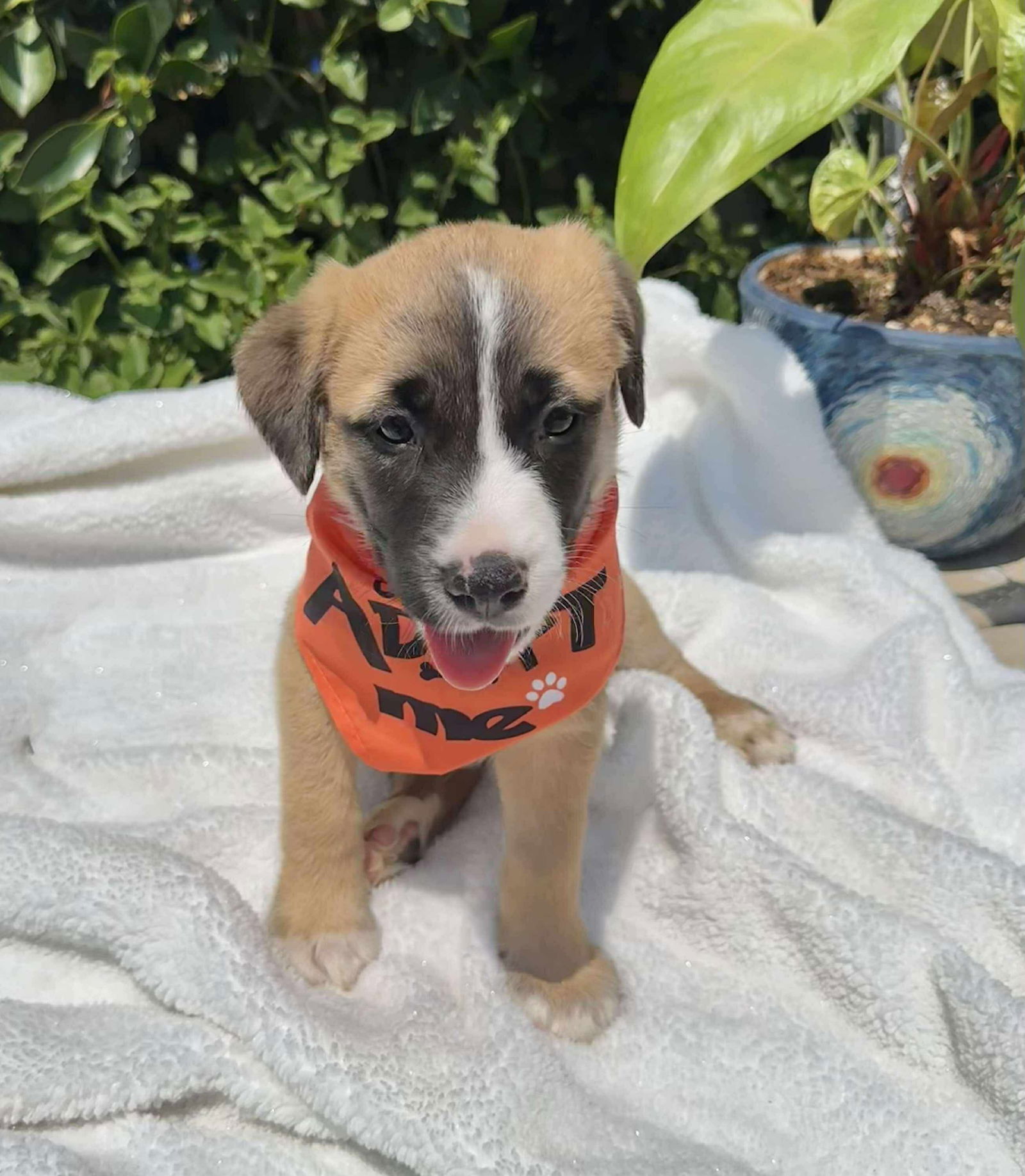 adoptable Dog in Orange, CA named Petunia