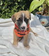 adoptable Dog in  named Petunia