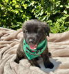 adoptable Dog in  named Forest