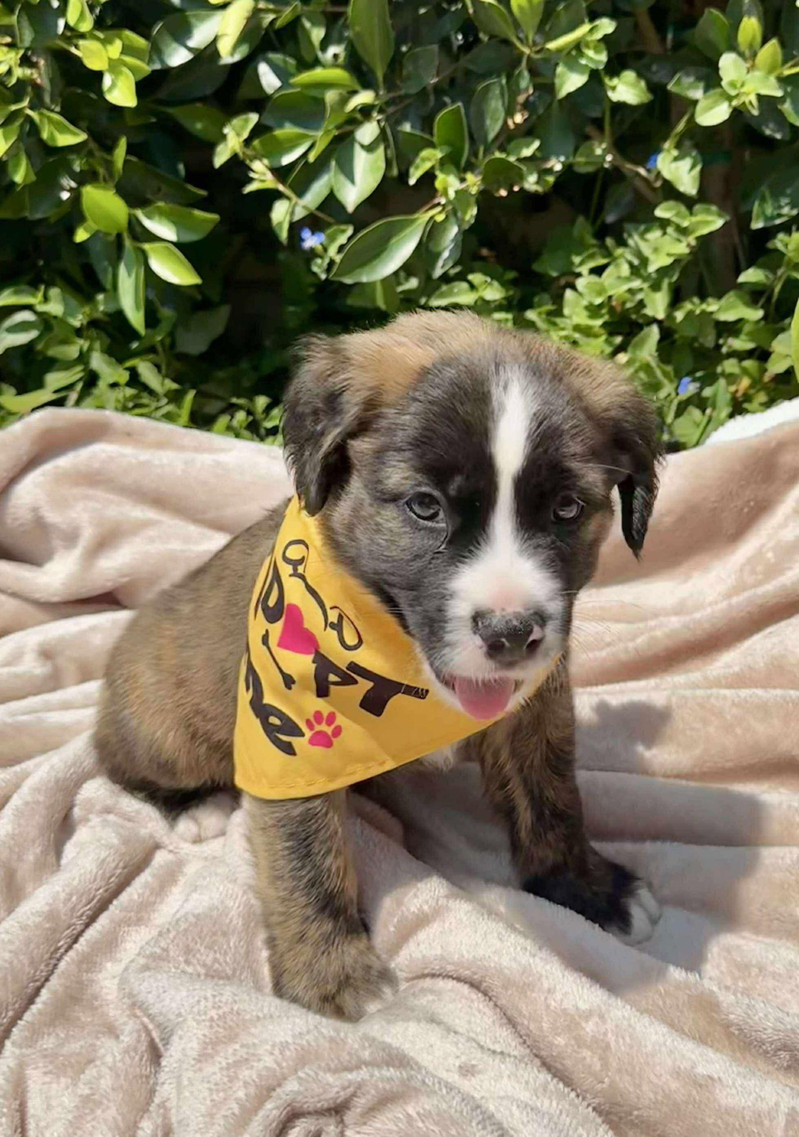adoptable Dog in Orange, CA named Sunny
