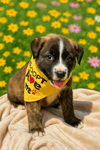 adoptable Dog in Orange, CA named Sunny