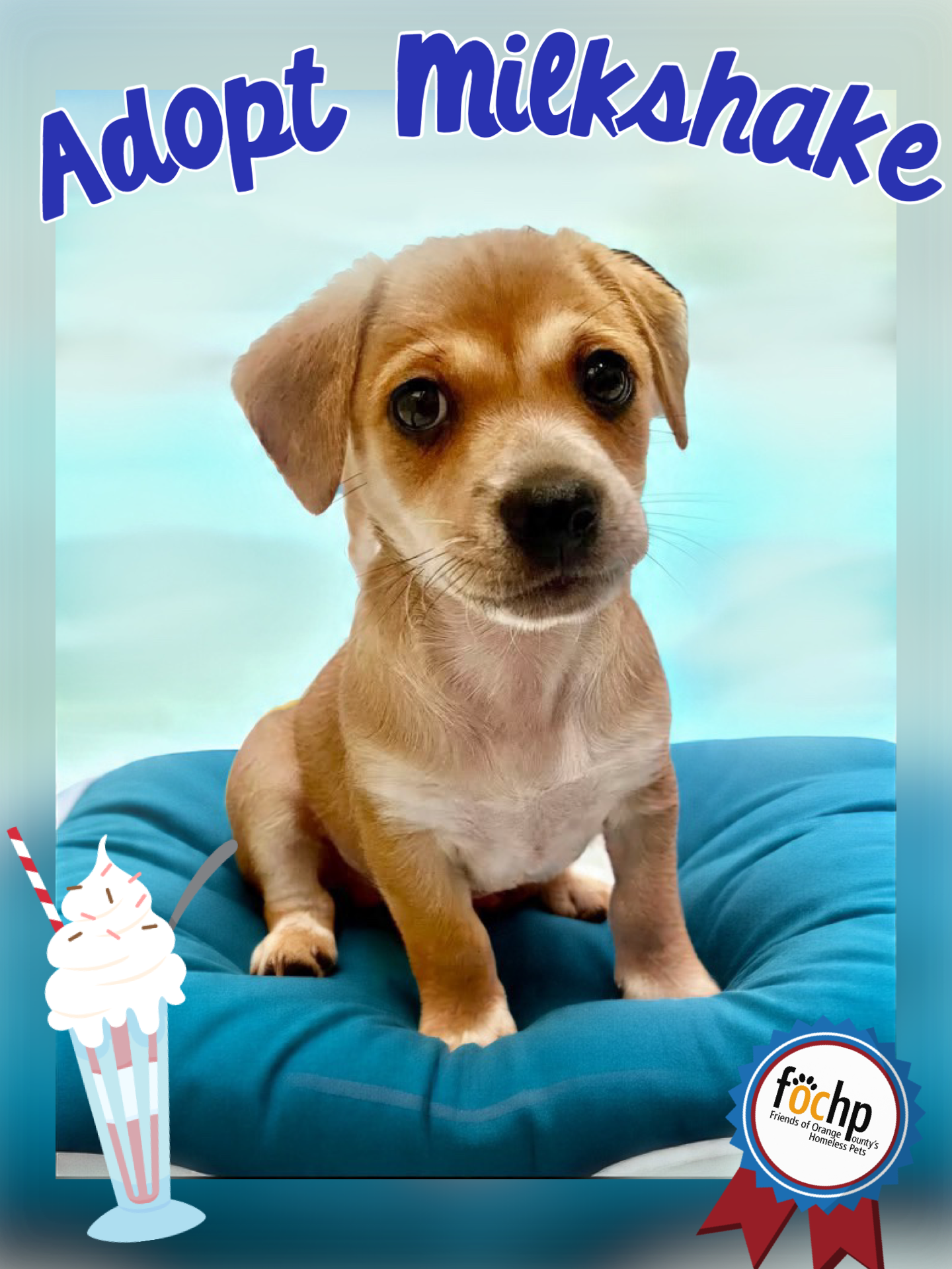 adoptable Dog in Orange, CA named Milkshake