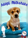 adoptable Dog in  named Milkshake
