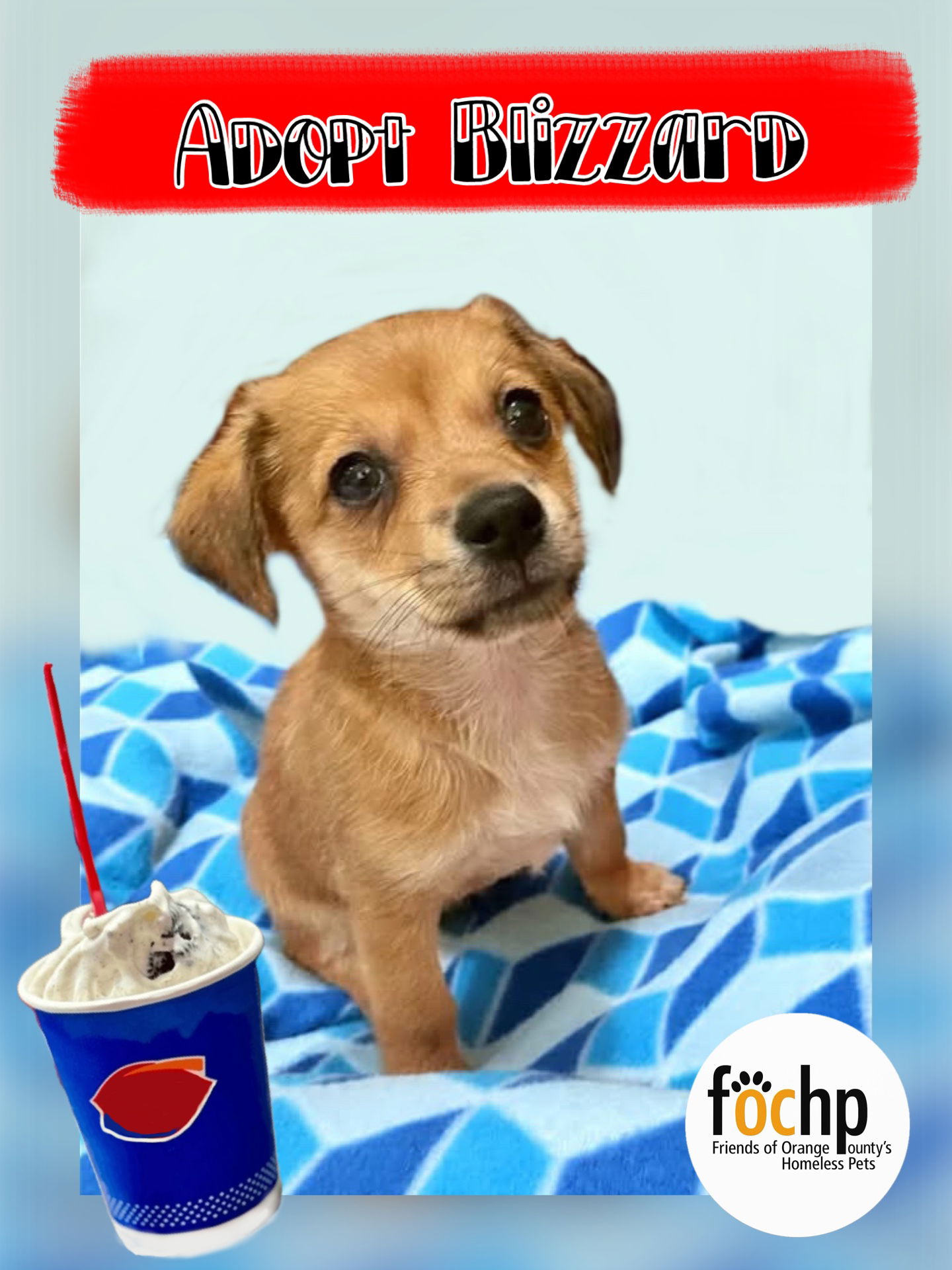 adoptable Dog in Orange, CA named Blizard