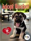 adoptable Dog in orange, CA named Rocket