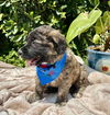 adoptable Dog in  named Niko