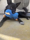adoptable Dog in orange, CA named Cosmo