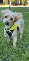 adoptable Dog in orange, CA named Toby