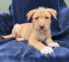 adoptable Dog in Orange, CA named Rio