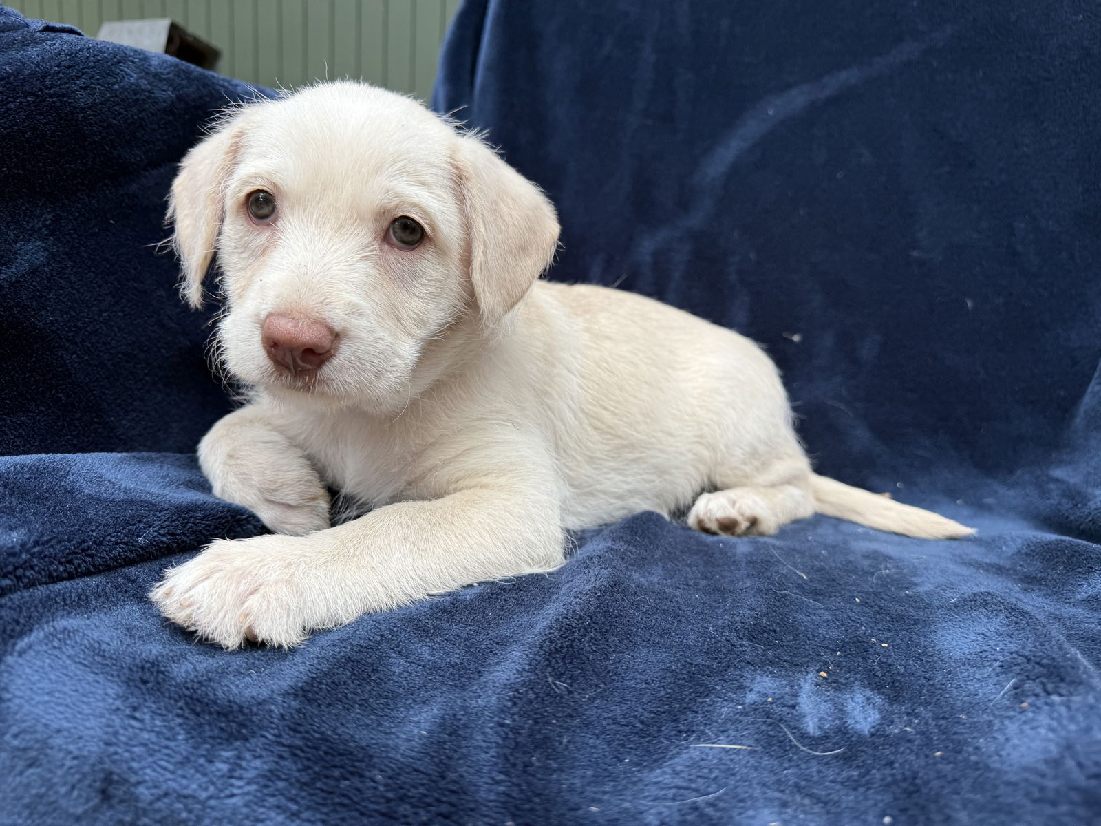 adoptable Dog in Orange, CA named Aspen