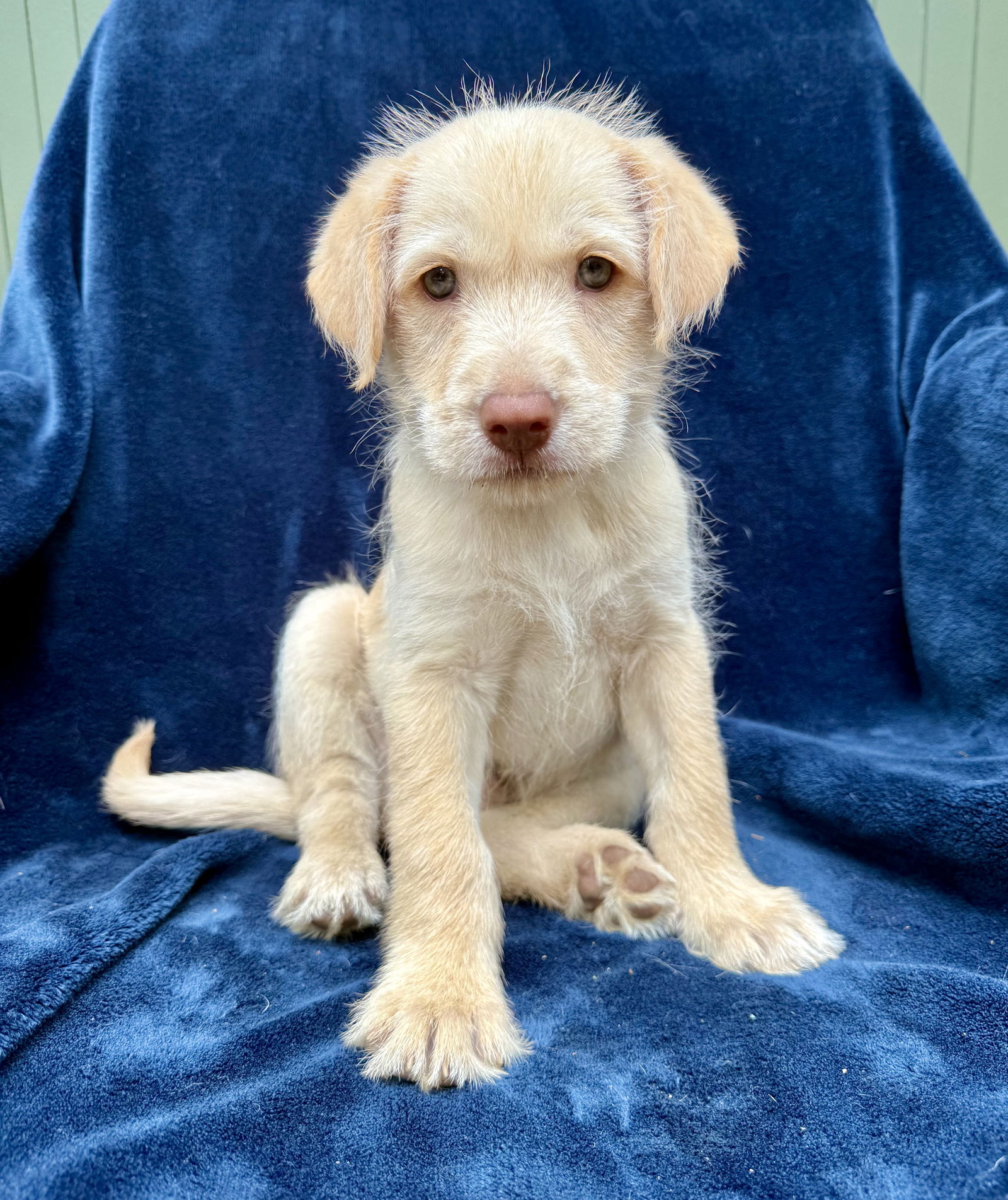 adoptable Dog in Orange, CA named Santiago