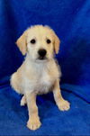 adoptable Dog in orange, CA named Paris