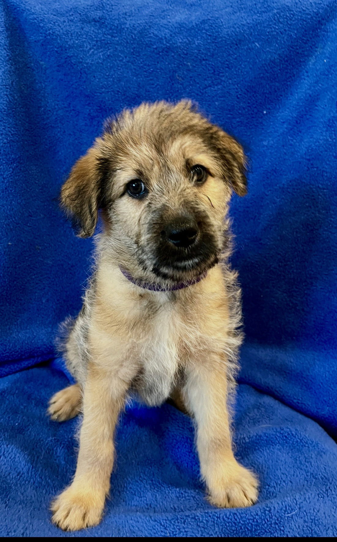 adoptable Dog in Orange, CA named Milan