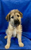 adoptable Dog in  named Milan