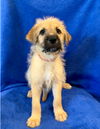 adoptable Dog in orange, CA named Zurich