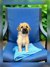 adoptable Dog in orange, CA named Zurich