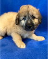 adoptable Dog in orange, CA named Cairo