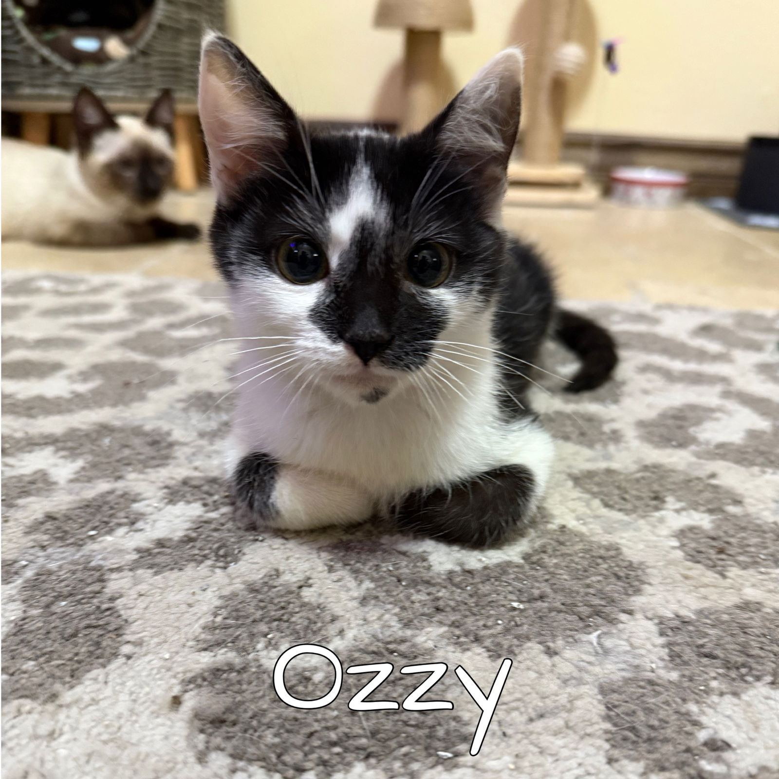 adoptable Cat in Orange, CA named Ozzy