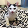 adoptable Cat in Orange, CA named Osbourn