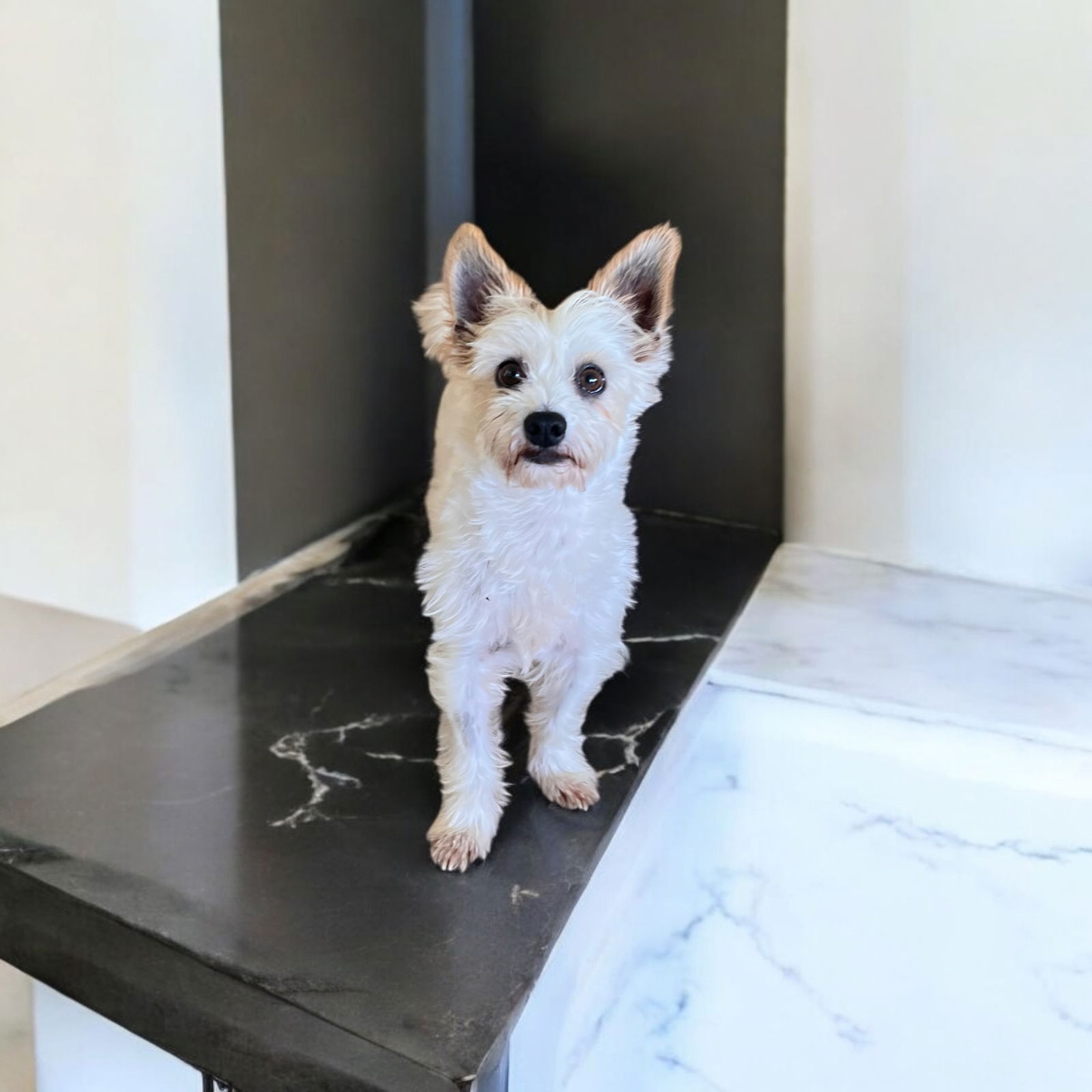 adoptable Dog in Orange, CA named Parker