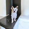 adoptable Dog in Orange, CA named Parker