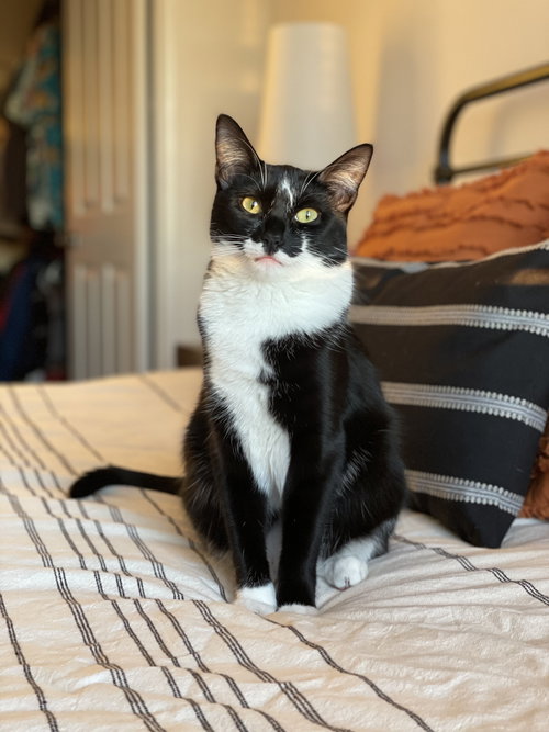 MIA - Tuxedo available for adoption
