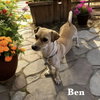 Ben - Photo 1