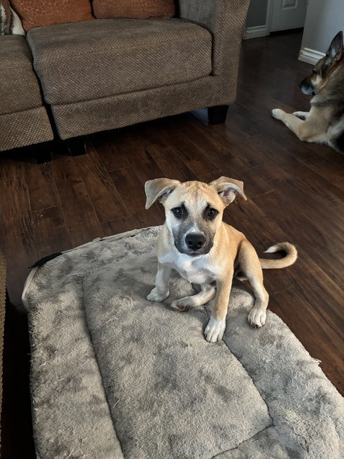 MAX - Shepherd available for adoption