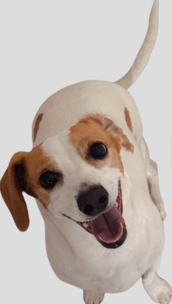 Bella