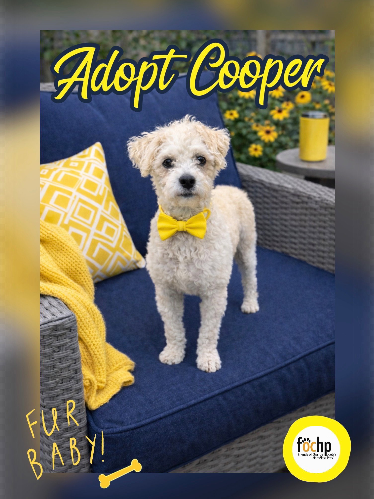Cooper