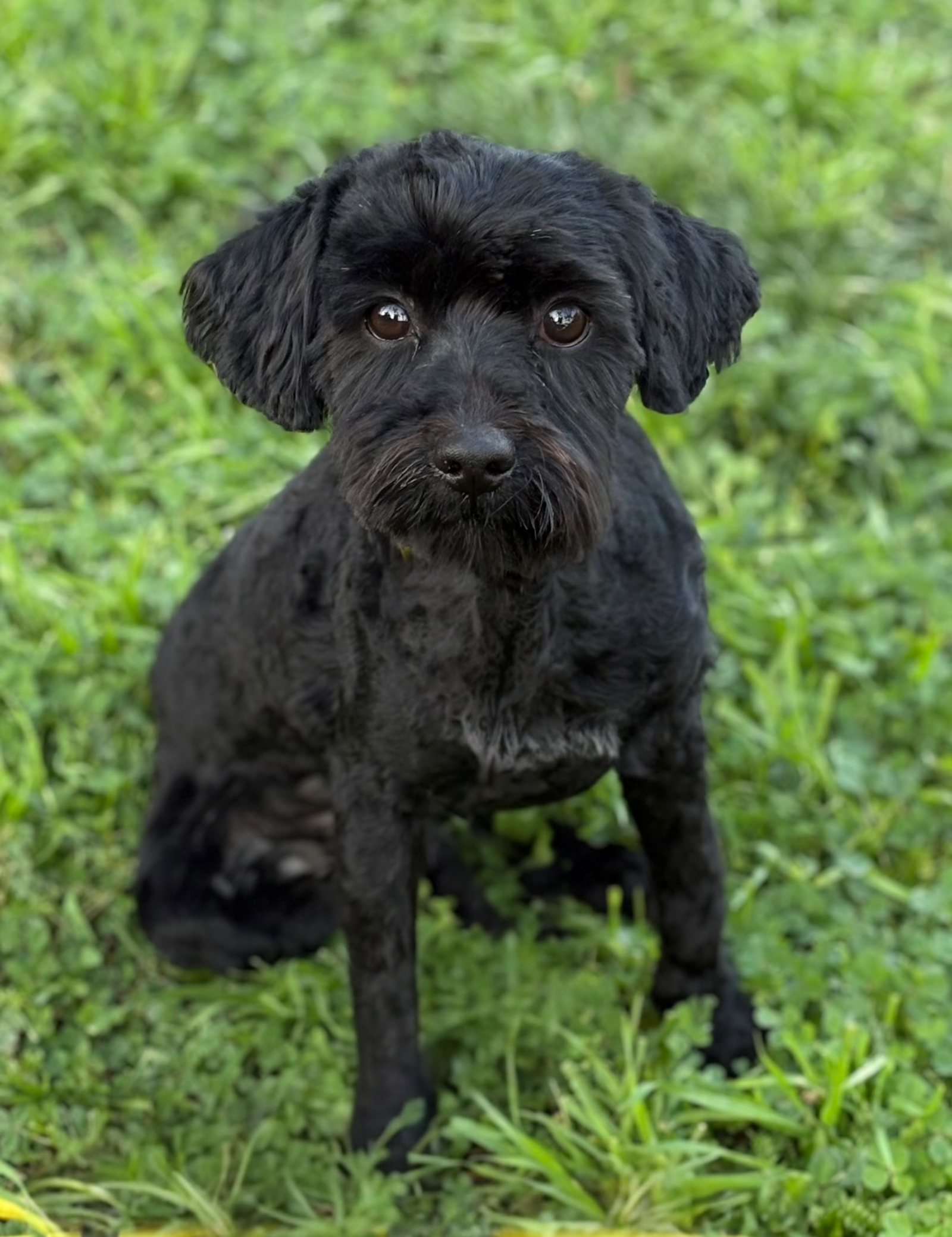 Rex Image
