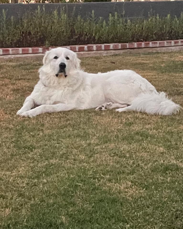 Aslan Image
