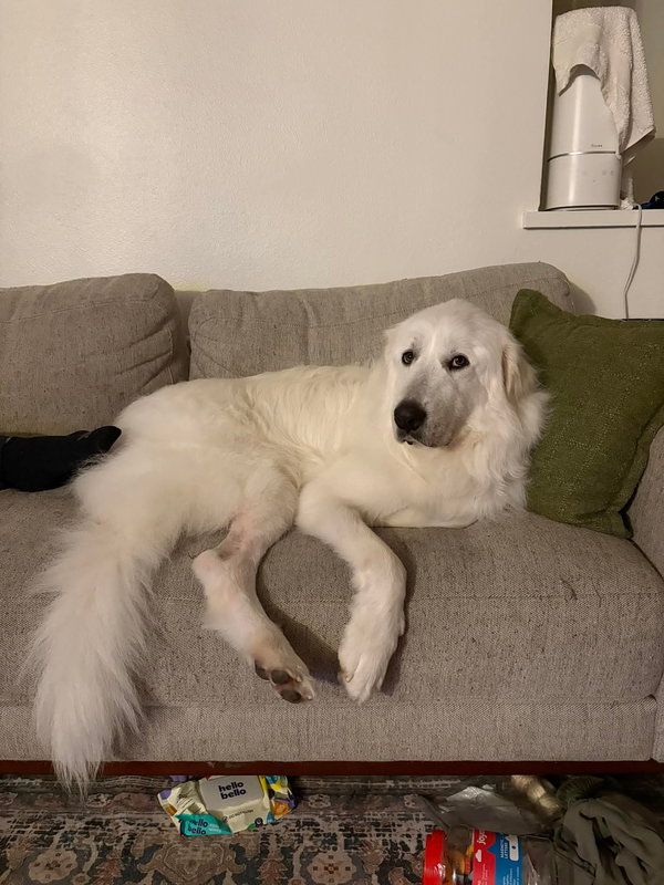 Aslan