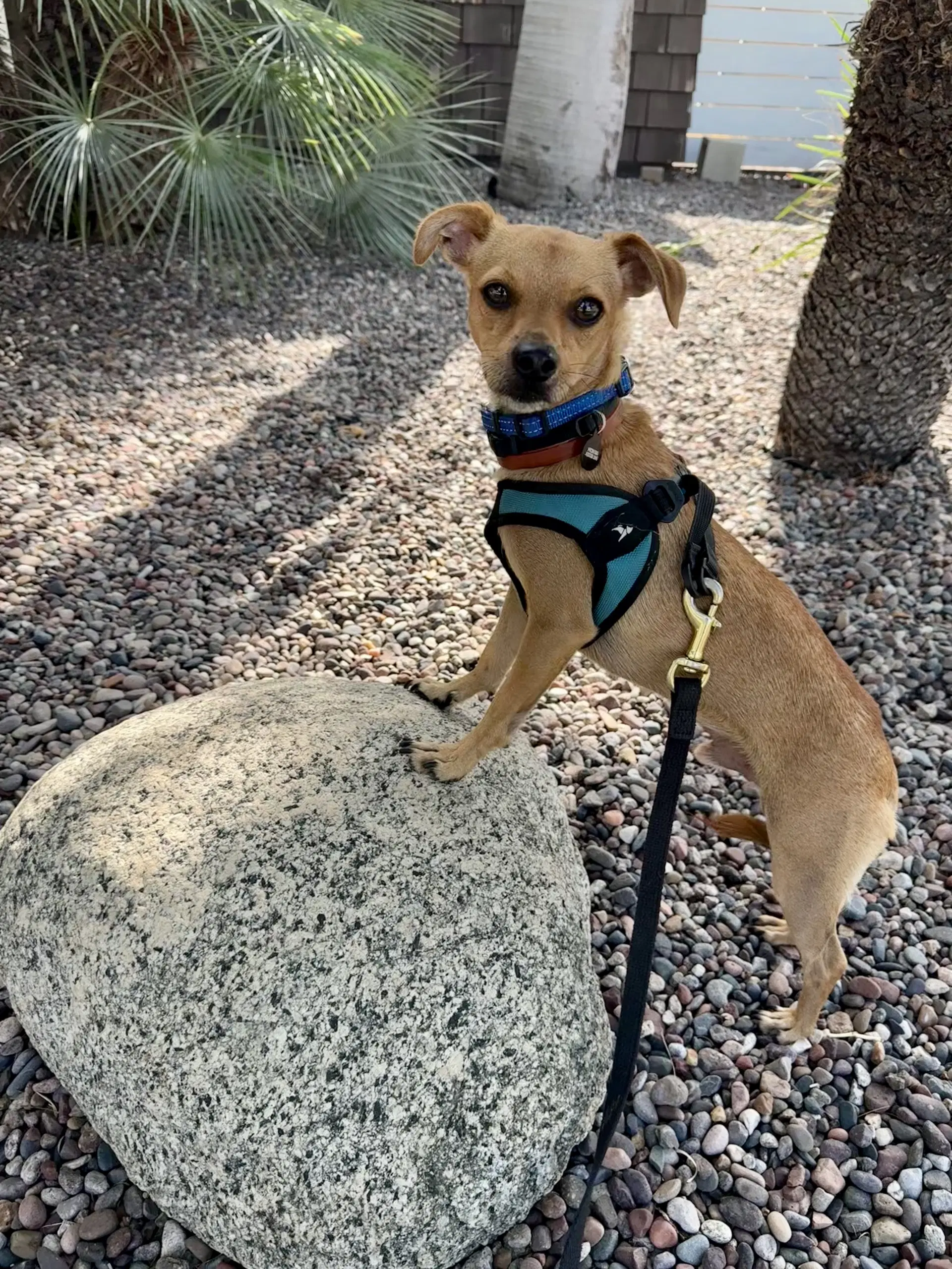 Calvin - Chihuahua