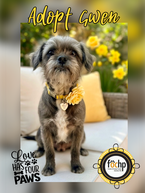 Gwen, an adoptable Brussels Griffon in Menifee, CA