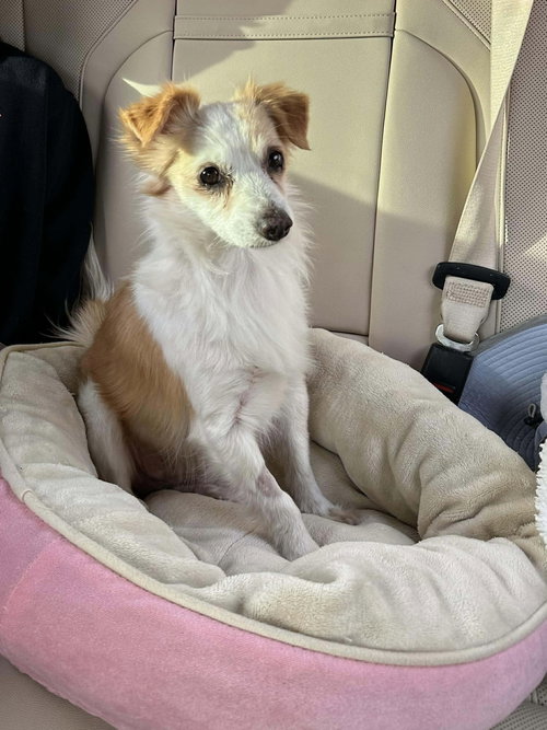 Augi, an adoptable Spaniel in Menifee, CA
