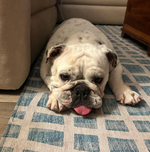 Blossom, an adoptable Bulldog in Menifee, CA