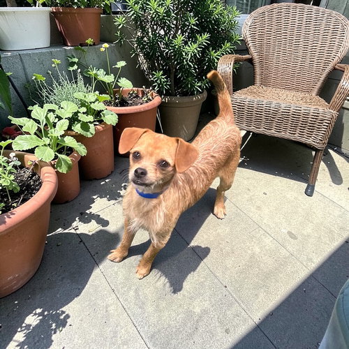 Bud, an adoptable Dachshund in Menifee, CA