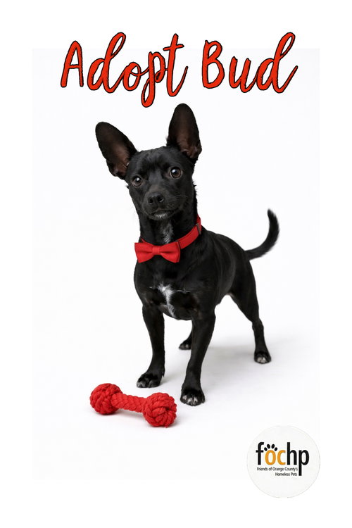 Sunny, an adoptable Chihuahua in Menifee, CA