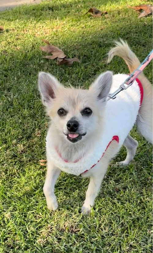Ziva, an adoptable Chihuahua in Menifee, CA