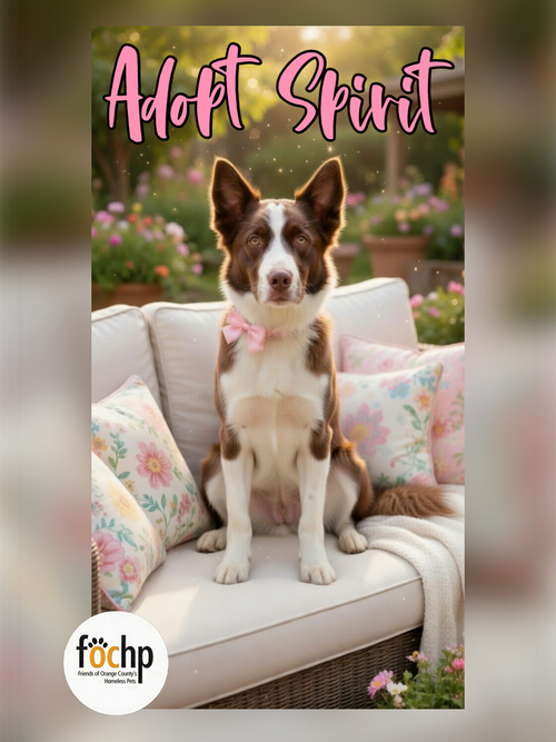 Spirit, an adoptable Border Collie in Menifee, CA