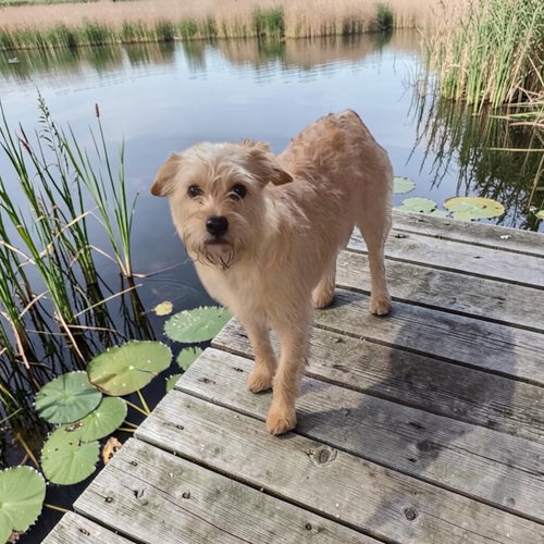 Chewie, an adoptable Soft-Coated Wheaten Terrier in Menifee, CA