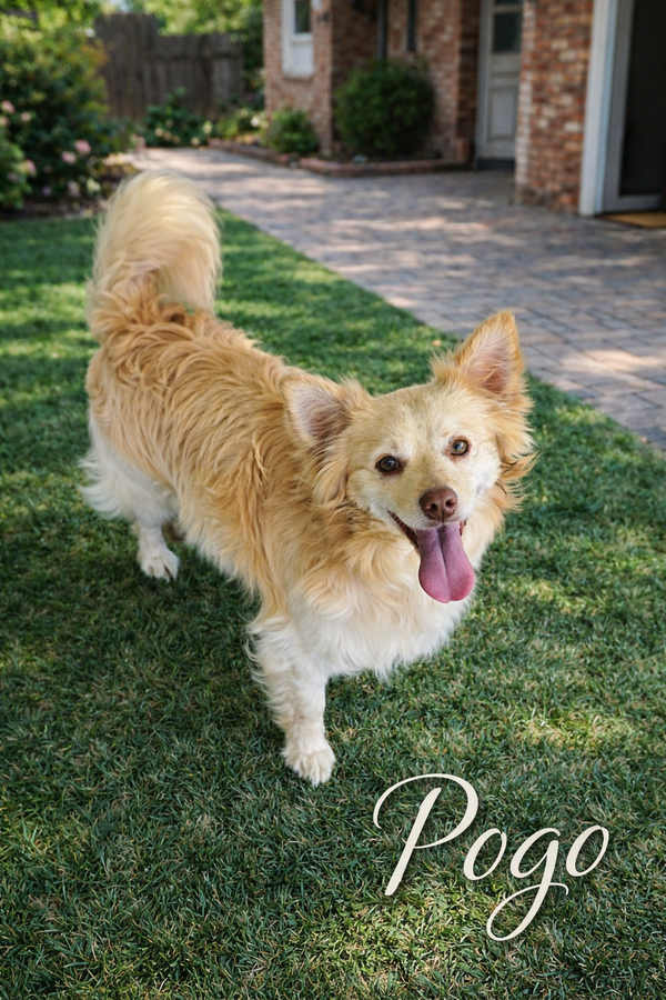Pogo