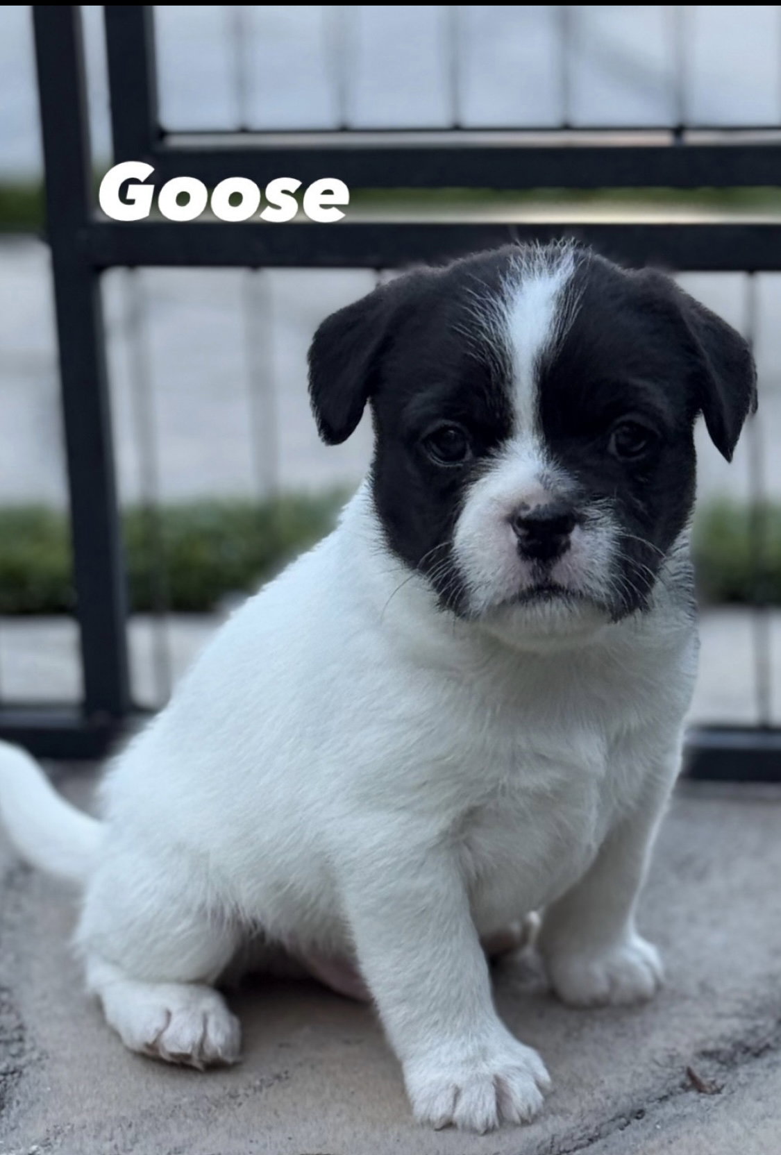 Goose