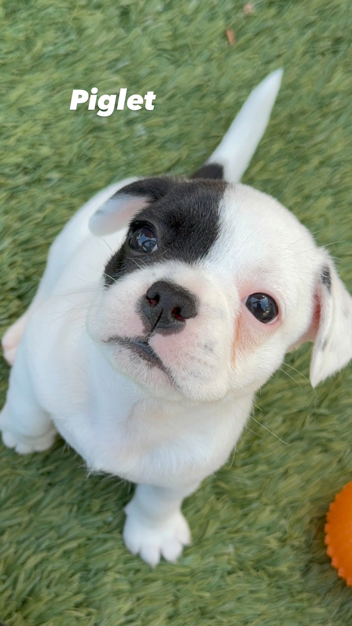 Piglet